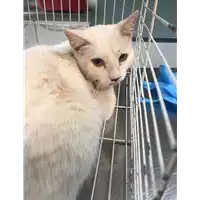 Foto dell\'animale gatto - Matr. 2019/0214 - Microchip 380260043852603