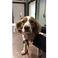 Foto dell\'animale cane - Matr. 2019/0217 - Microchip 380260043870458
