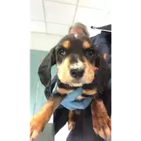 Foto dell\'animale cane - Matr. 2019/0218 - Microchip 380260043870438