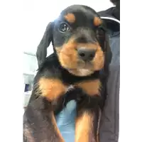 Foto dell\'animale cane - Matr. 2019/0220 - Microchip 380260043870081