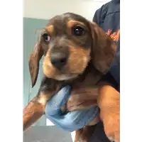 Foto dell\'animale cane - Matr. 2019/0221 - Microchip 380260043870236