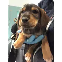 Foto dell\'animale cane - Matr. 2019/0222 - Microchip 380260043873125