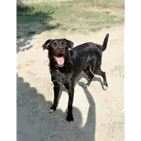 Foto dell\'animale cane - Matr. 2019/0226 - Microchip 380260043872698