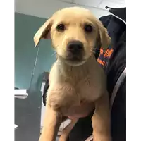 Foto dell\'animale cane - Matr. 2019/0225 - Microchip 380260043869977