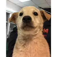 Foto dell\'animale cane - Matr. 2019/0223 - Microchip 380260043869854