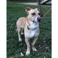 Foto dell\'animale cane - Matr. 2019/0227 - Microchip 380260043870315