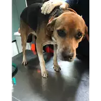Foto dell\'animale cane - Matr. 2019/0228 - Microchip 380260043870053