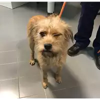 Foto dell\'animale cane - Matr. 2019/0229 - Microchip 380260043873302