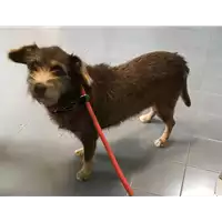 Foto dell\'animale cane - Matr. 2019/0232 - Microchip 981100000218388