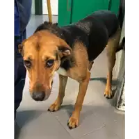 Foto dell\'animale cane - Matr. 2019/0230 - Microchip 380260043869799