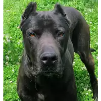 Foto dell\'animale cane - Matr. 2018/1879 - Microchip 380260042786948