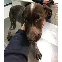 Foto dell\'animale cane - Matr. 2019/0234 - Microchip 380260043873381