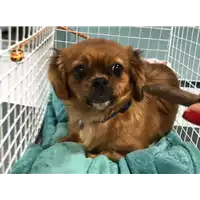 Foto dell\'animale cane - Matr. 2019/0235 - Microchip 380260043869614