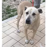 Foto dell\'animale cane - Matr. 2019/0236 - Microchip 380260002208545