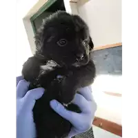 Foto dell\'animale cane - Matr. 2019/0238 - Microchip 380260043873419