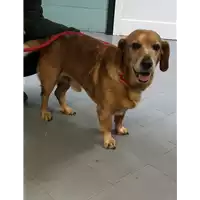Foto dell\'animale cane - Matr. 2019/0073 - Microchip 380260043852842