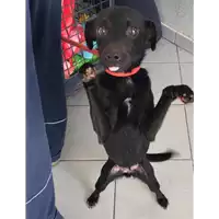 Foto dell\'animale cane - Matr. 2019/0242 - Microchip 380260043873041