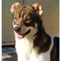 Foto dell\'animale cane - Matr. 2018/1980 - Microchip 380260042932121