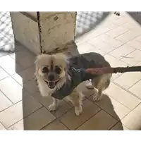 Foto dell\'animale cane - Matr. 2019/0248 - Microchip 380260043870237