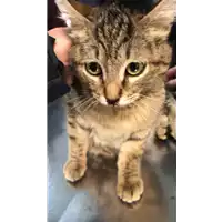Foto dell\'animale gatto - Matr. 2019/0249 - Microchip 380260043870416