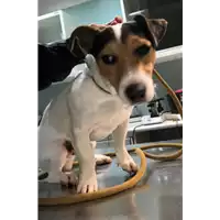 Foto dell\'animale cane - Matr. 2019/0250 - Microchip 380260043873187