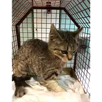 Foto dell\'animale gatto - Matr. 2019/0252 - Microchip 380260043845876