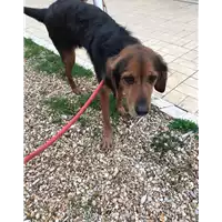 Foto dell\'animale cane - Matr. 2019/0253 - Microchip 380260040523691