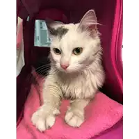 Foto dell\'animale gatto - Matr. 2019/0254 - Microchip 380260043872775