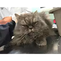 Foto dell\'animale gatto - Matr. 2019/0075 - Microchip 380260043853409