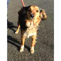 Foto dell\'animale cane - Matr. 2019/0255 - Microchip 380260043869720