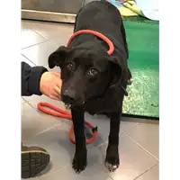 Foto dell\'animale cane - Matr. 2019/0259 - Microchip 380260043870417