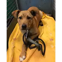 Foto dell\'animale cane - Matr. 2019/0260 - Microchip 380260043872718
