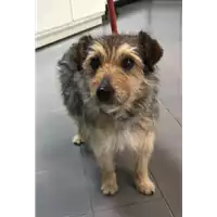 Foto dell\'animale cane - Matr. 2019/0262 - Microchip 380260002952452