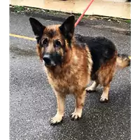 cane - Matr. 2019/0263 - Microchip 380260002009293