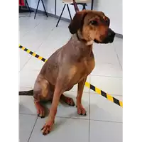 Foto dell\'animale cane - Matr. 2019/0264 - Microchip 380260043847544