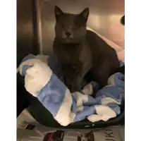 Foto dell\'animale gatto - Matr. 2019/0275 - Microchip 380260043872702