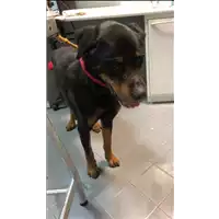 Foto dell\'animale cane - Matr. 2019/0277 - Microchip 380260043870196