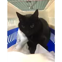 Foto dell\'animale gatto - Matr. 2019/0279 - Microchip 380260002132025