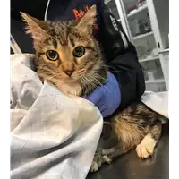Foto dell\'animale gatto - Matr. 2019/0268 - Microchip 380260043717797