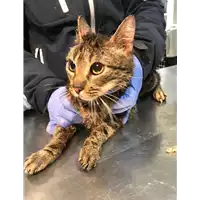 Foto dell\'animale gatto - Matr. 2019/0274 - Microchip 380260043872776