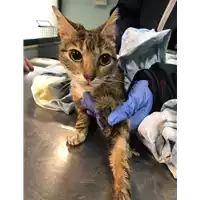 Foto dell\'animale gatto - Matr. 2019/0273 - Microchip 380260043873038