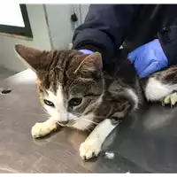 Foto dell\'animale gatto - Matr. 2019/0272 - Microchip 380260043872825