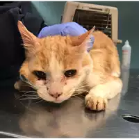 Foto dell\'animale gatto - Matr. 2019/0271 - Microchip 380260043873380