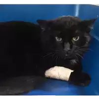 Foto dell\'animale gatto - Matr. 2019/0282 - Microchip 380260043869602