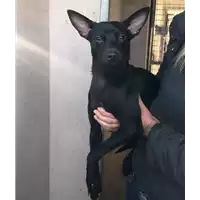 Foto dell\'animale cane - Matr. 2018/2618 - Microchip 380260043634041