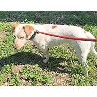 Foto dell\'animale cane - Matr. 2018/2083 - Microchip 380260043525249