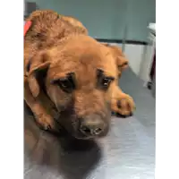Foto dell\'animale cane - Matr. 2019/0284 - Microchip 380260043872563