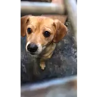 Foto dell\'animale cane - Matr. 2013/0512 - Microchip 380260000932128
