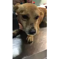 Foto dell\'animale cane - Matr. 2019/0292 - Microchip 380260043873135