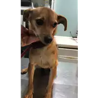 Foto dell\'animale cane - Matr. 2019/0293 - Microchip 380260043872761